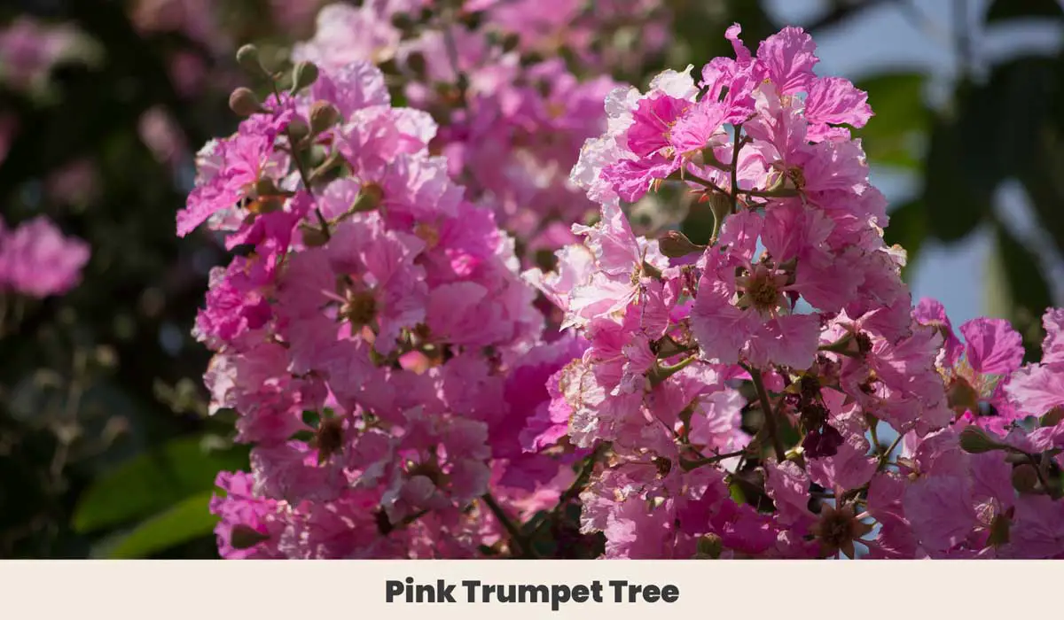 Pink Trumpet Tree 1