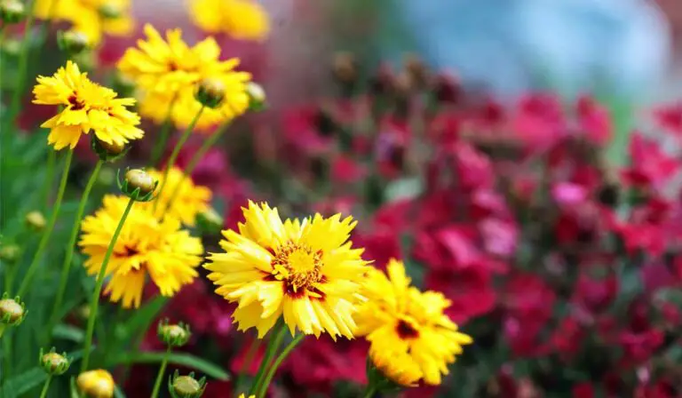 11 Plants With Year-Round Flowers – Enjoy Gardening in Full Bloom