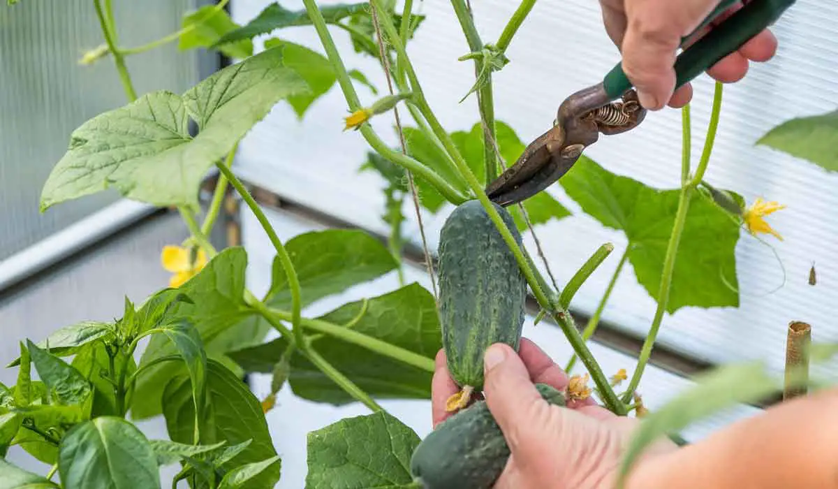 Pruned cucumber plant being harvested