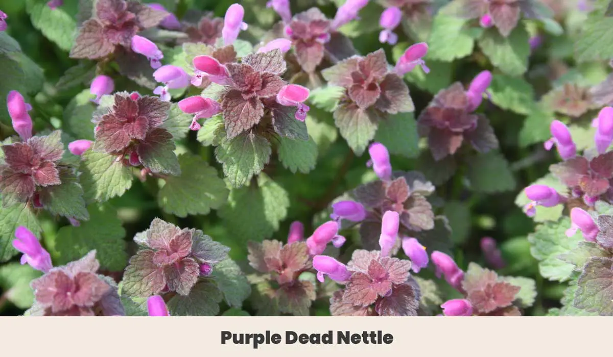 Purple-Dead-Nettle