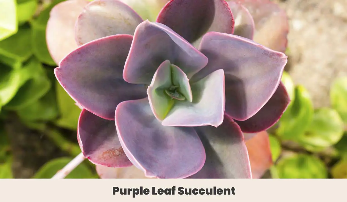 Purple Leaf Succulent 1