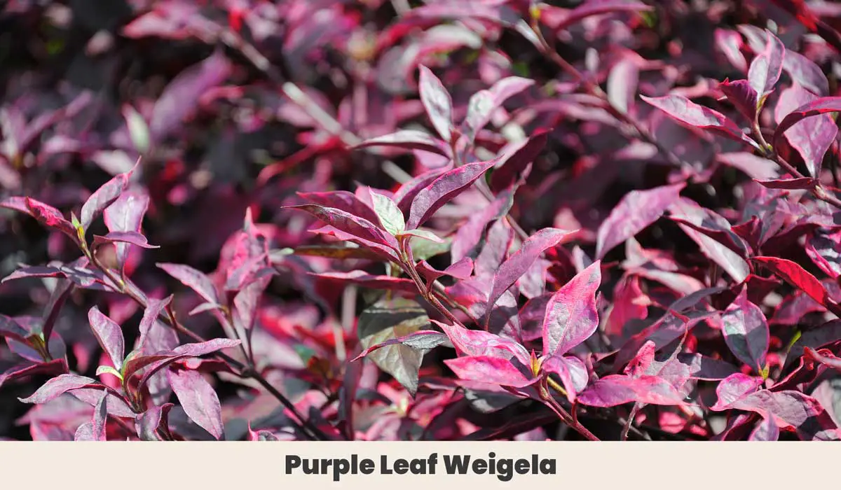Purple Leaf Weigela