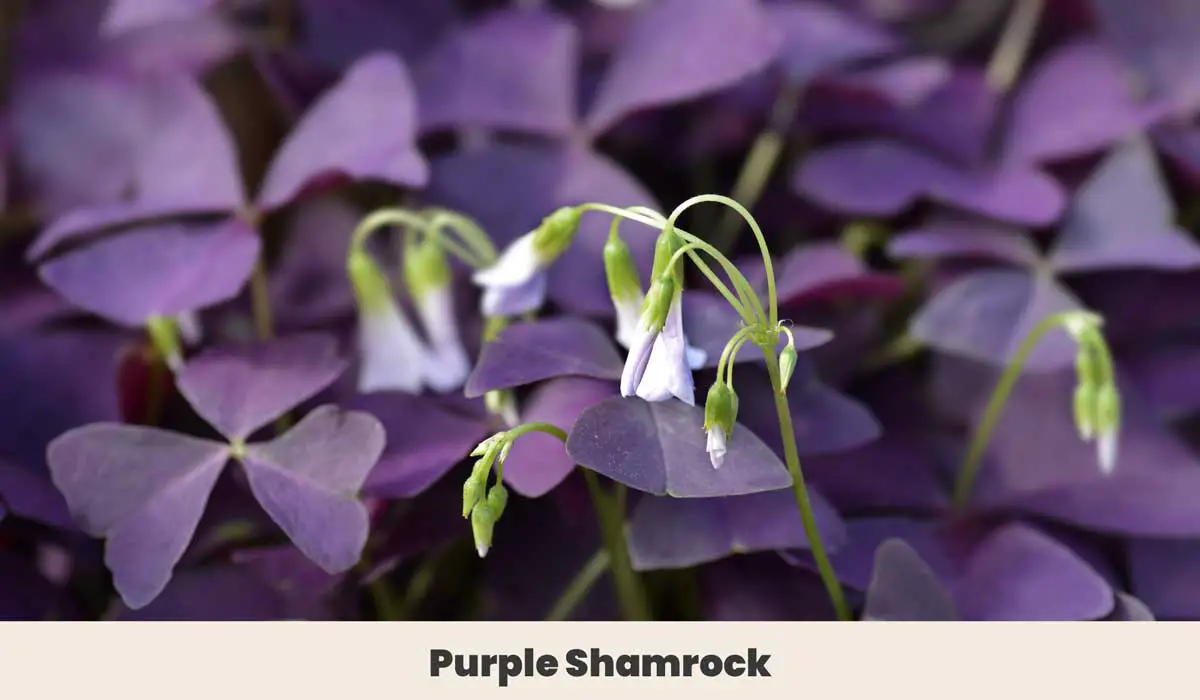 Purple Shamrock