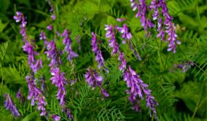 Purple flowering weeds
