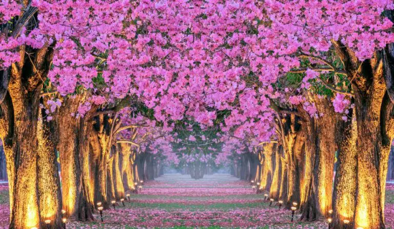 12 Pink Flowering Trees to Brighten Up Your Garden