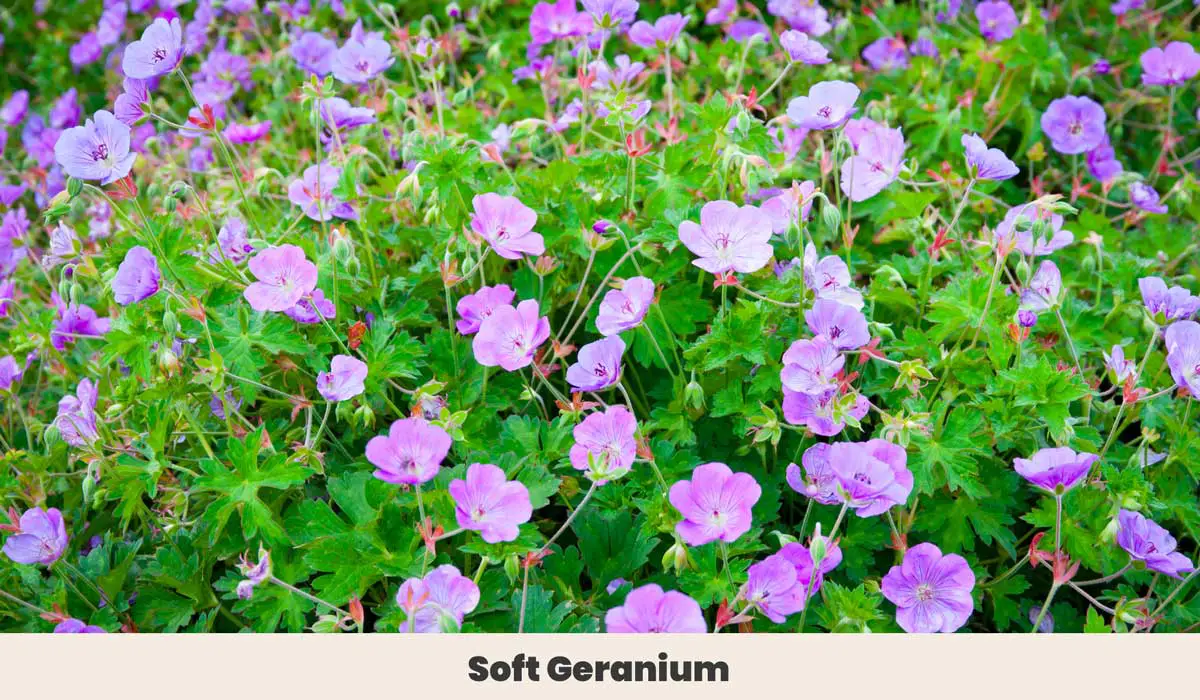 Soft geranium