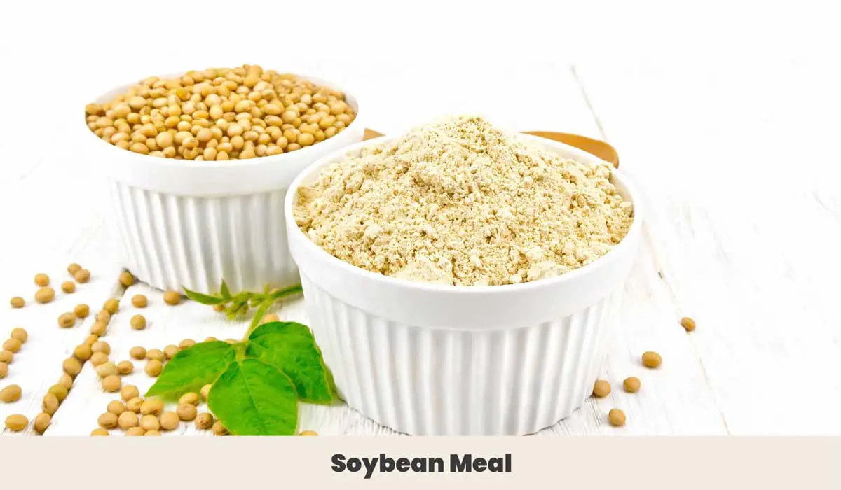 Soybeans and soybean meal