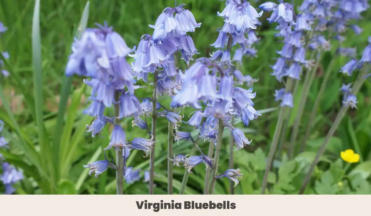 Virginia Bluebells