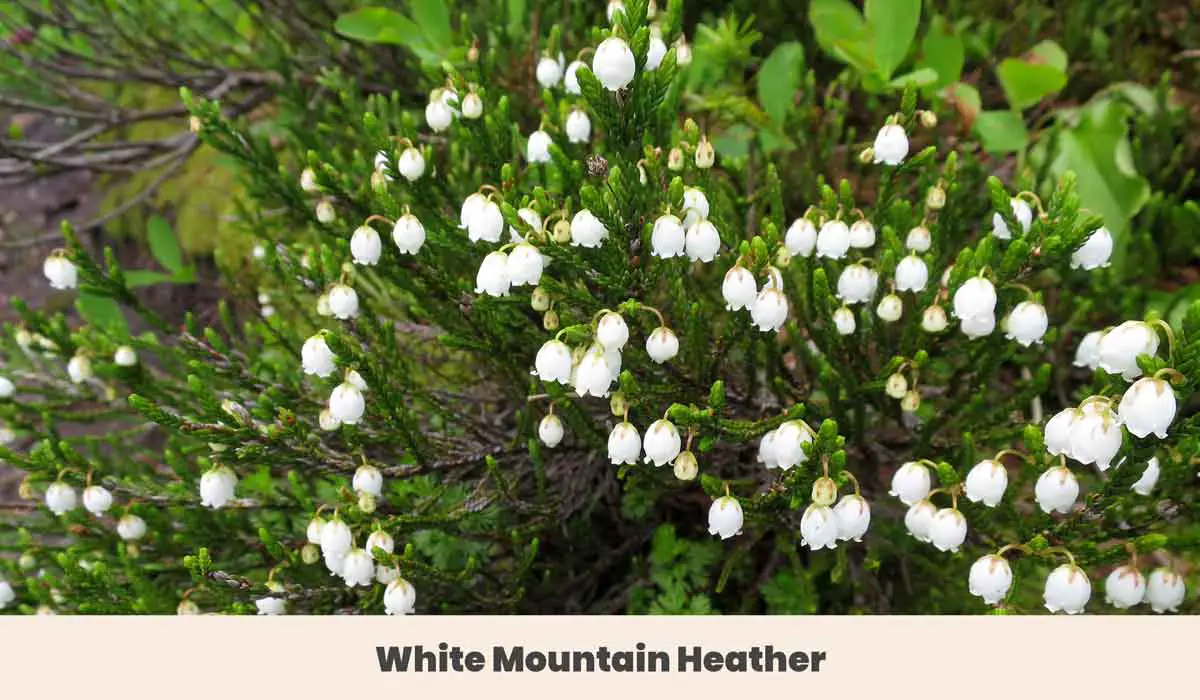 White Mountain Heather
