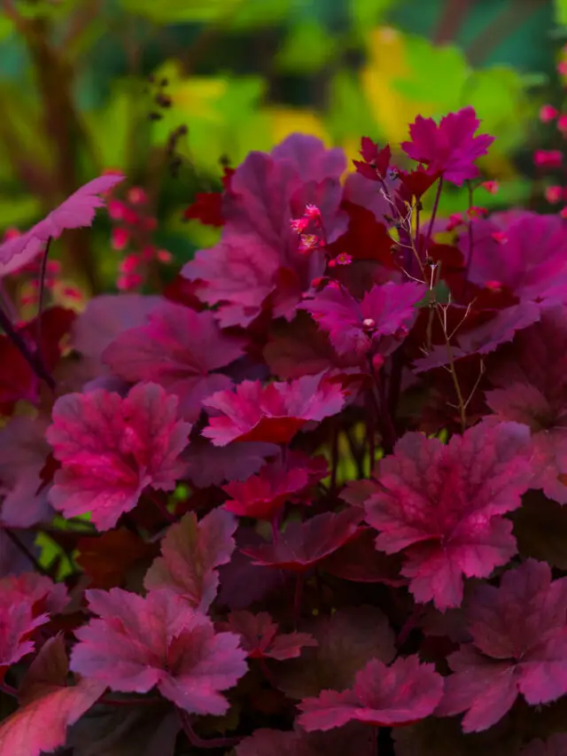 7 Stunning Low Light Plants You Don’t Want To Miss