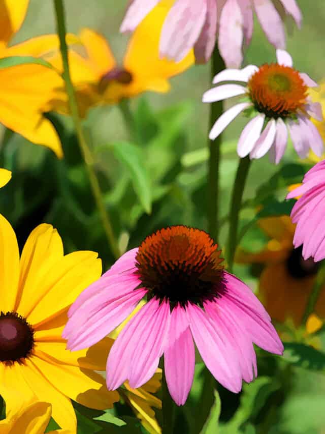 Discover 7 Flowers That Look Like Daisies Bigger Garden