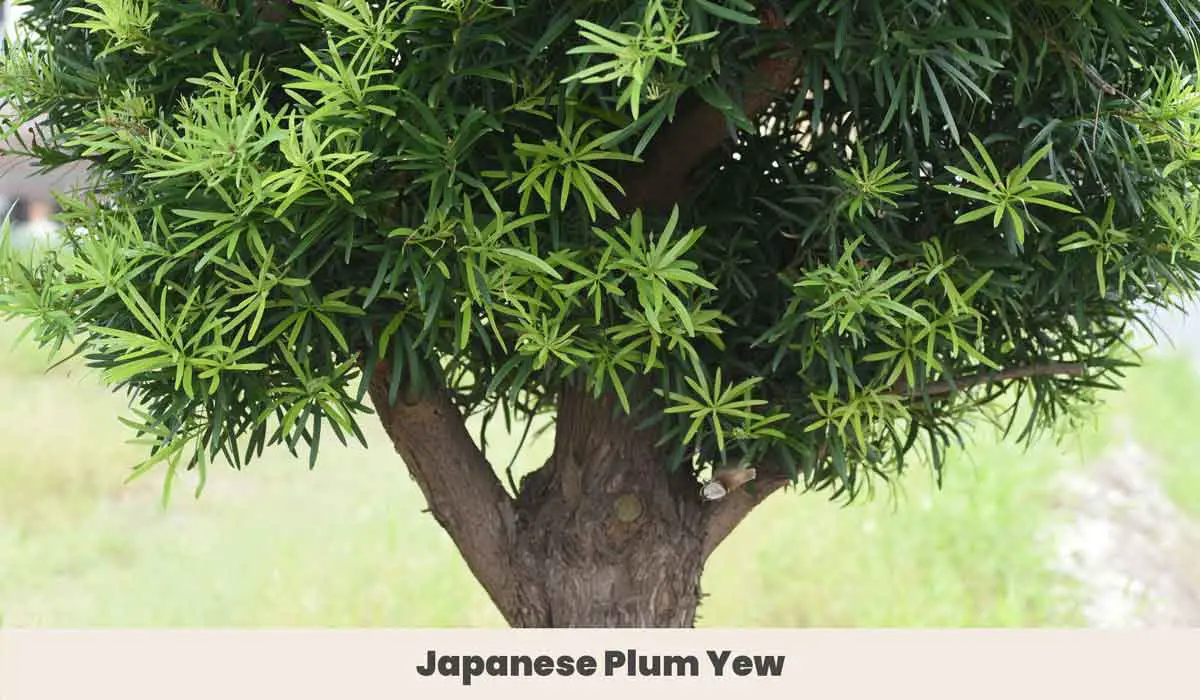 japanese plum yew