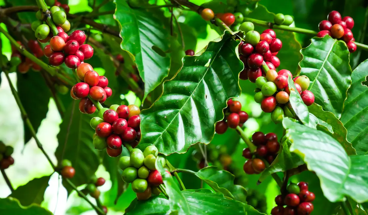 Arabica Coffee Plant Beans