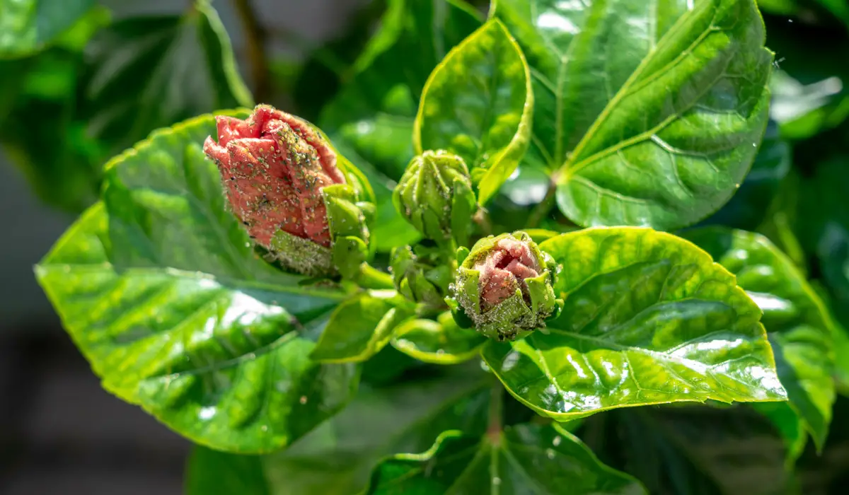 Arabica Coffee Plant Flowers