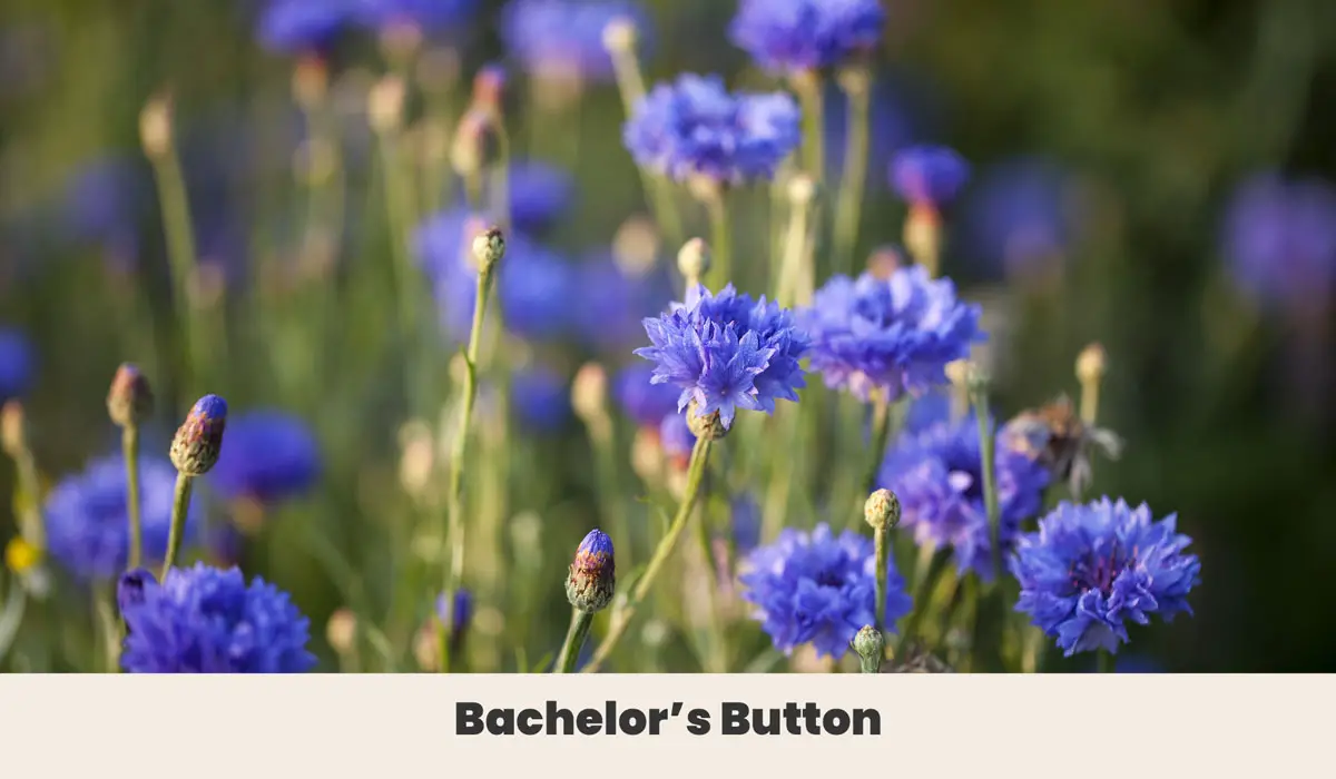 Bachelors Button