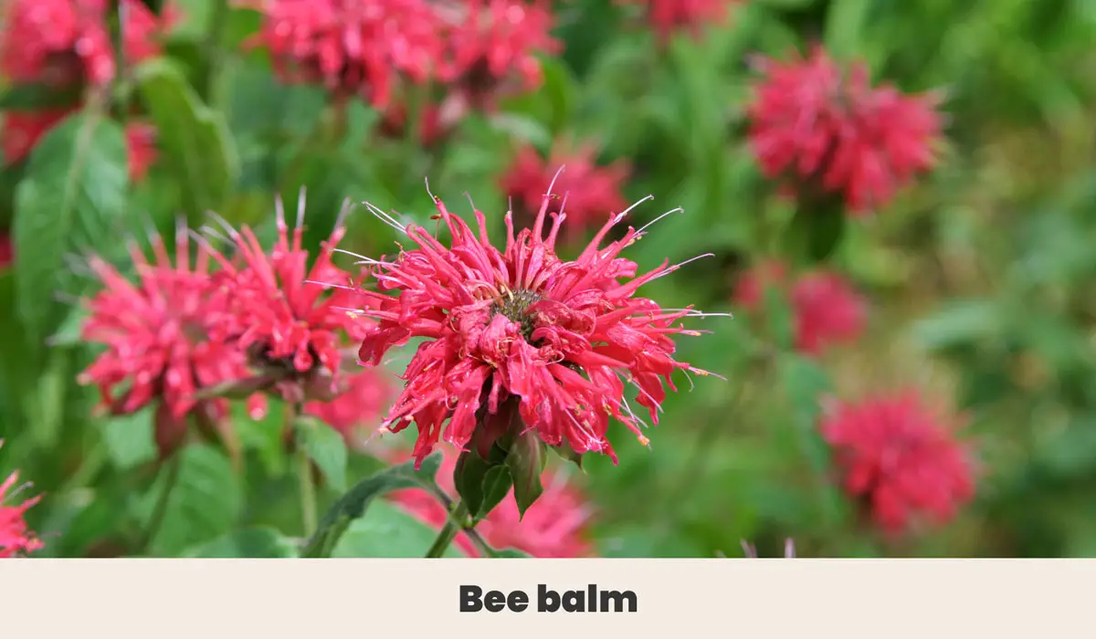 Bee balm