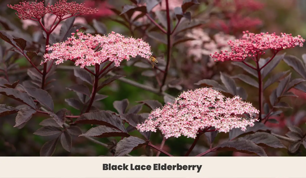 Black Lace Elderberry