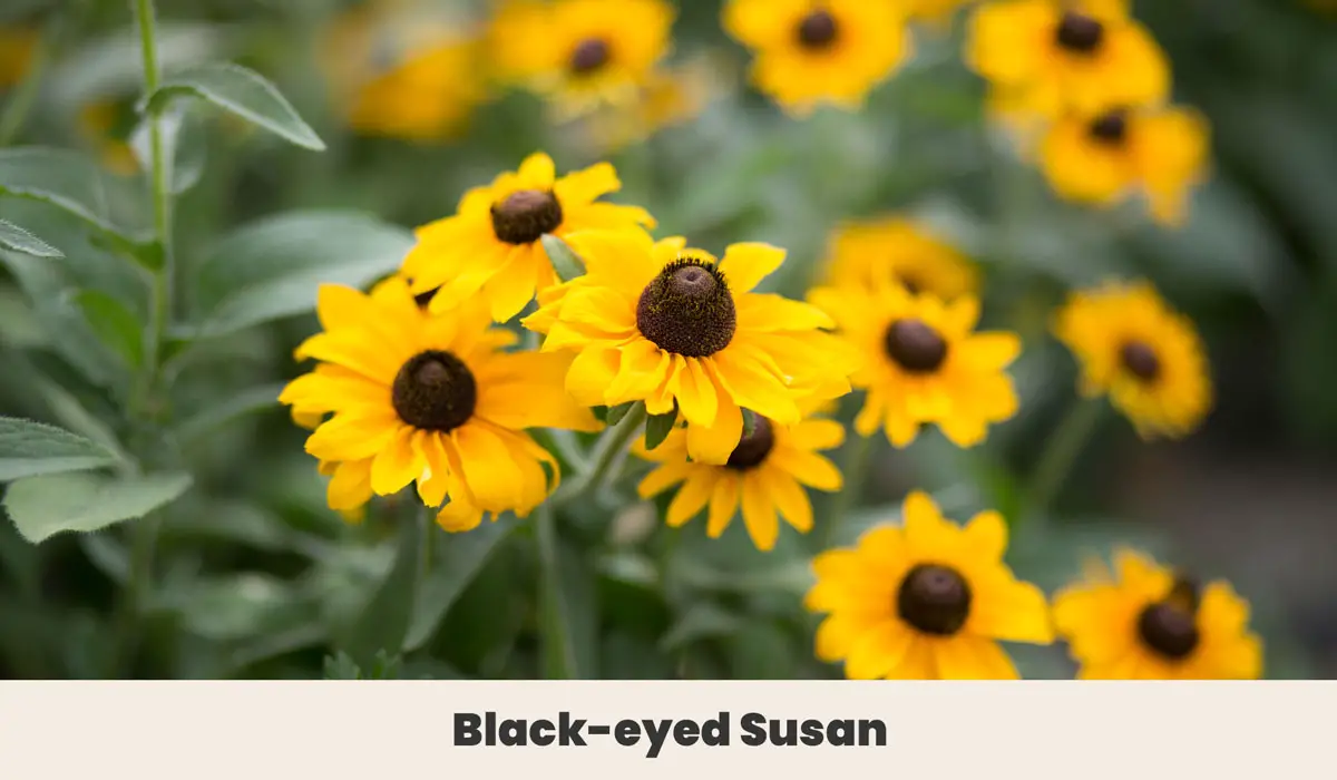 Black eyed Susan