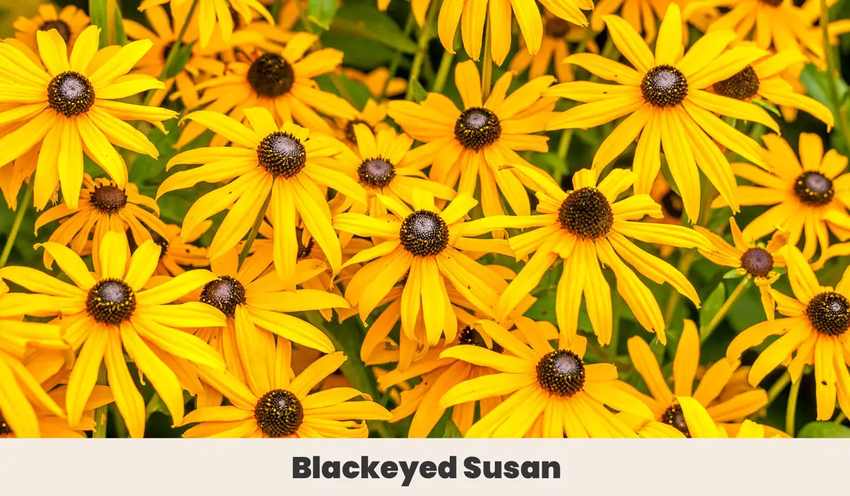 Blackeyed Susan