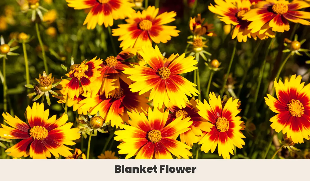 Blanket Flower 2