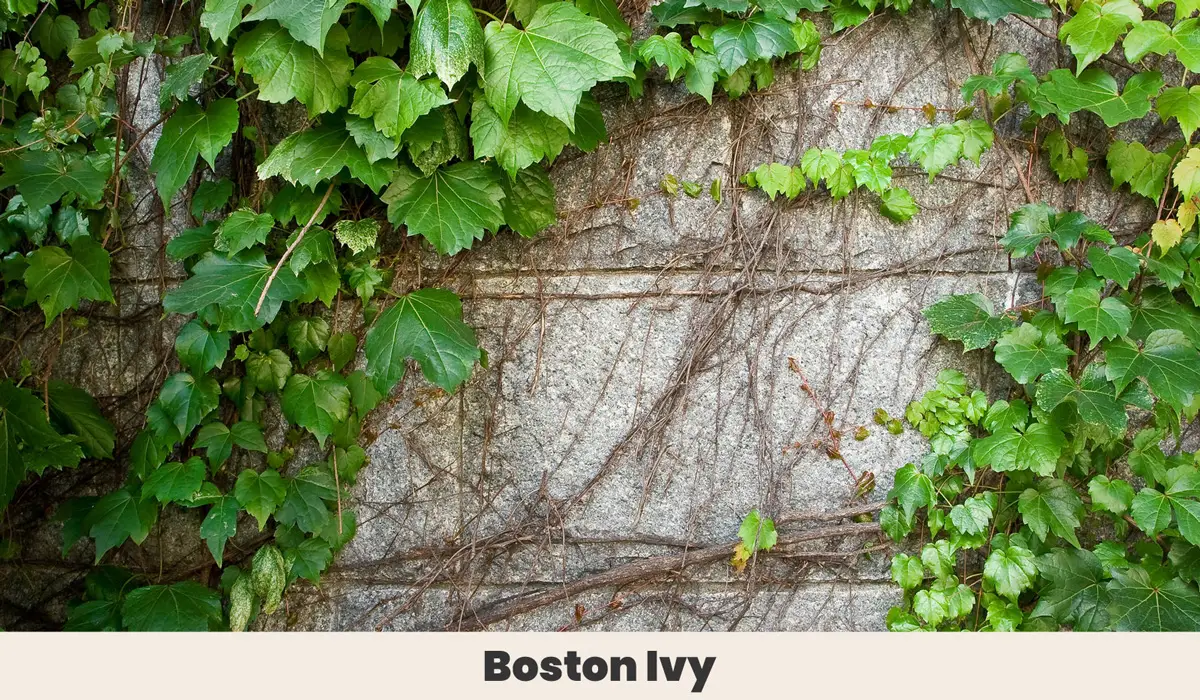 Boston ivy