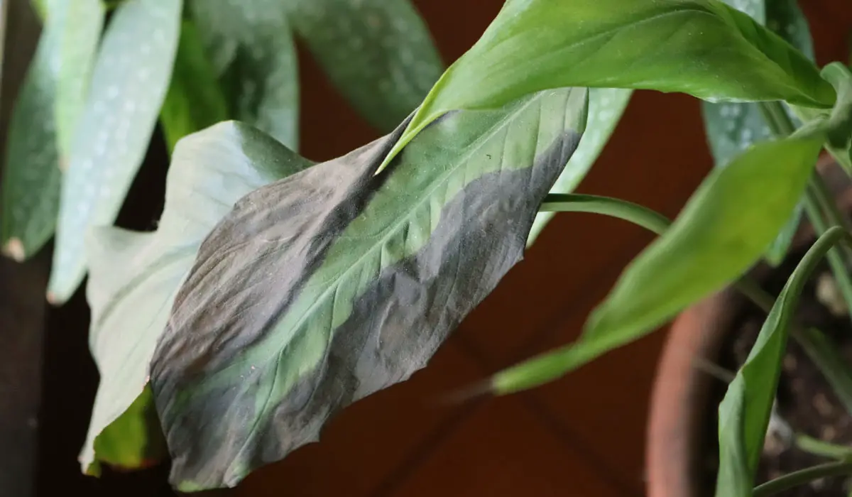Brown and crispy Peace Lily Leaf