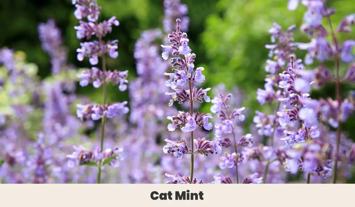 Cat Mint