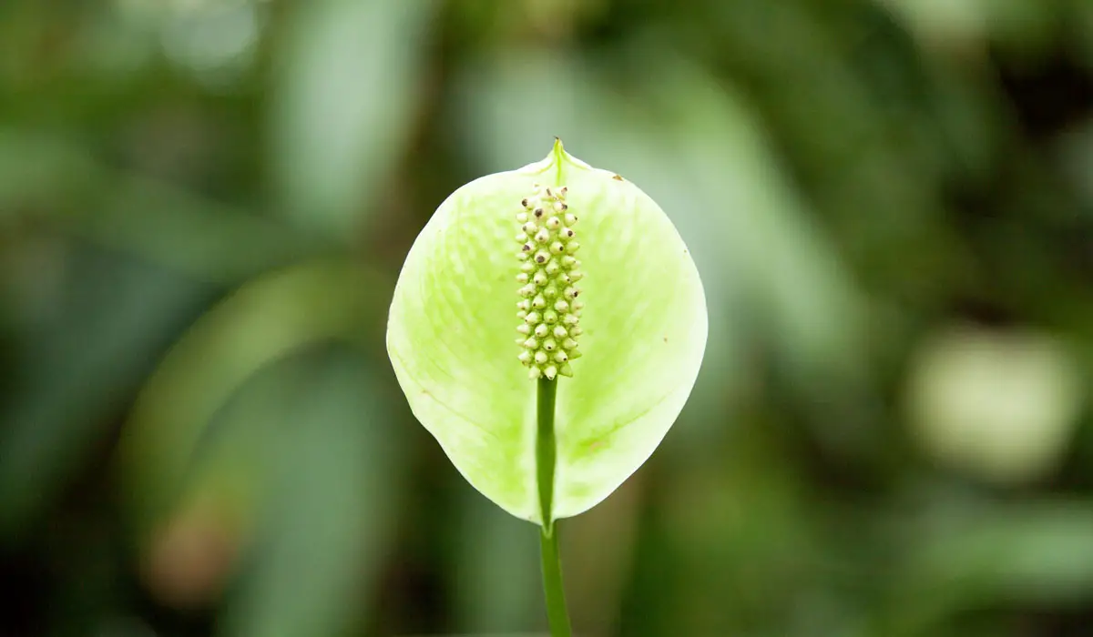 Close up of green Peace Lily flower