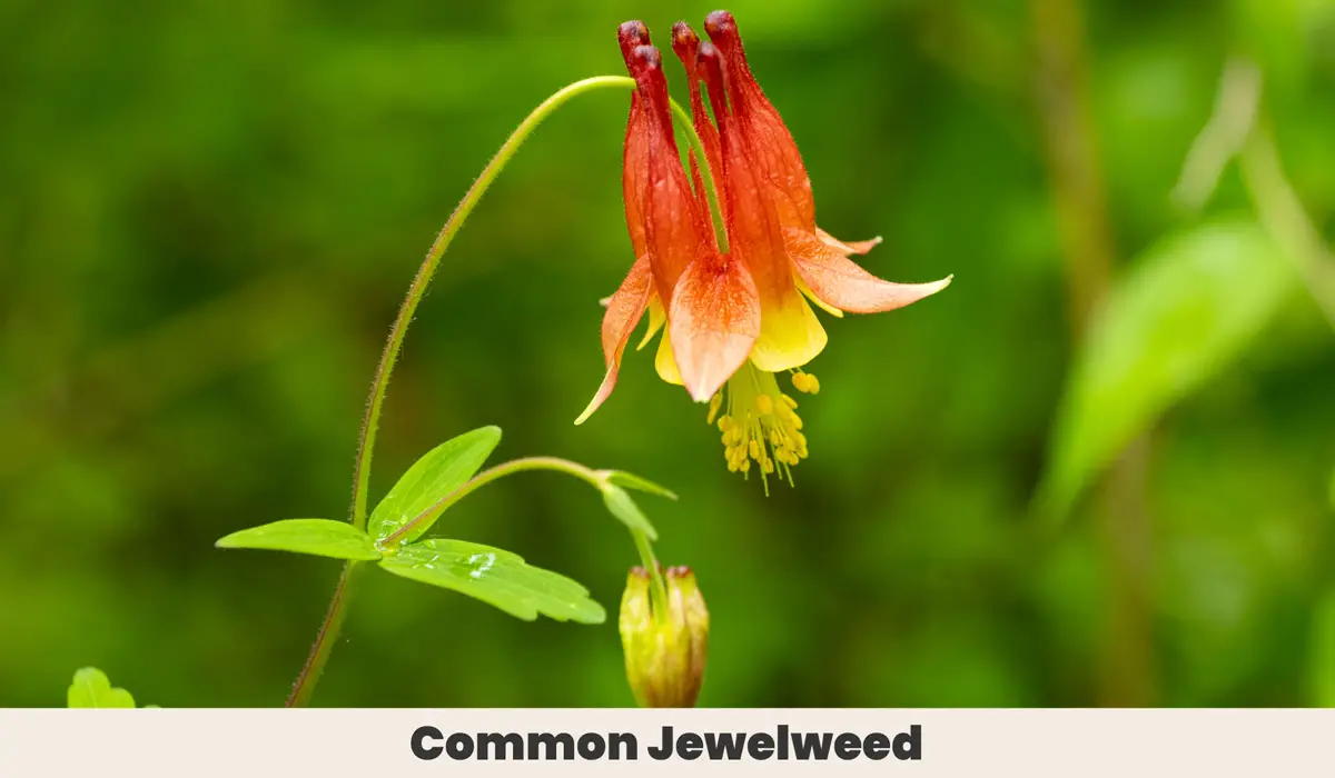 Common Jewelweed