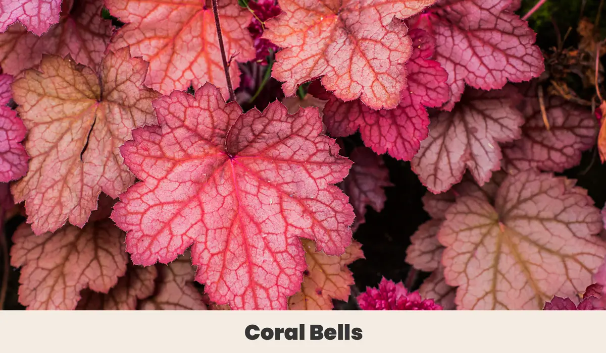Coral bells