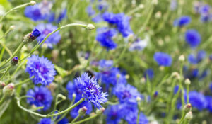 Cornflowers for bees