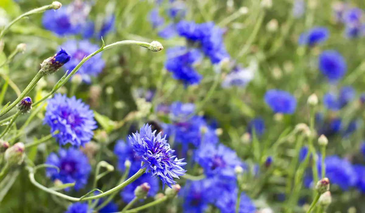 Cornflowers for bees
