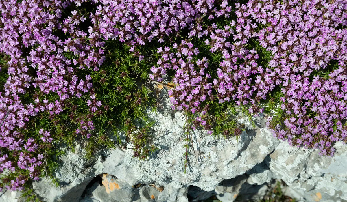 Creeping Thyme Ground Cover