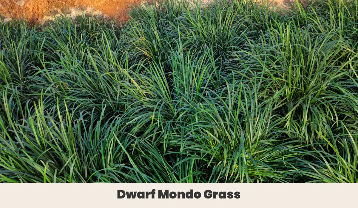Dwarf Mondo Grass