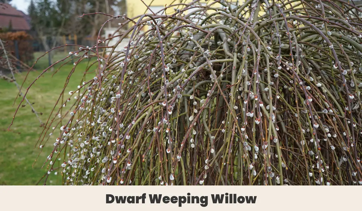 Dwarf weeping willow