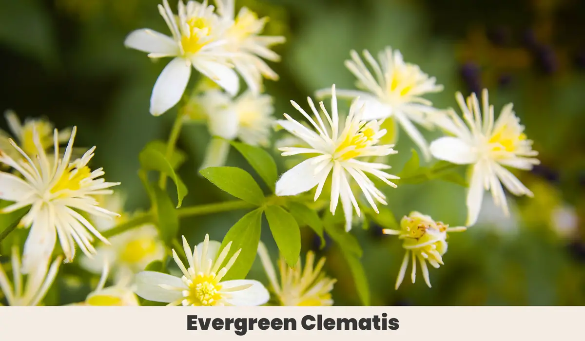 Evergreen Clematis