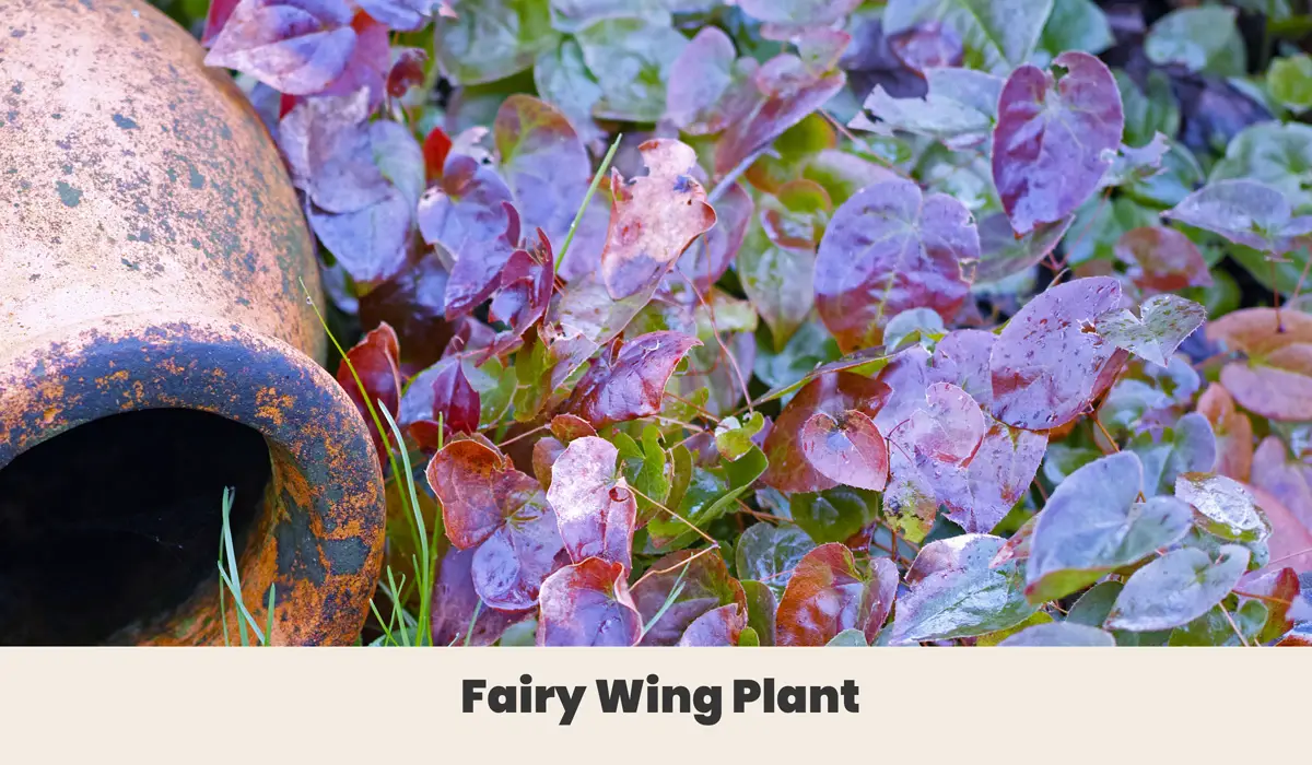 Fairy Wing Plant 1