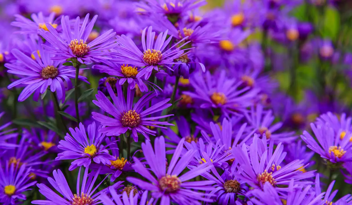 11 Fall Blooming Perennials for Your Garden (Fall Flowers Perfect For Autumn) 