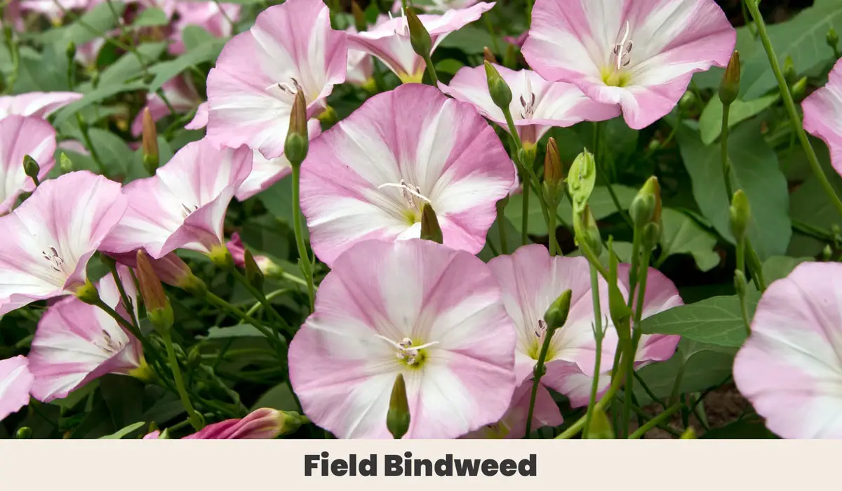 Field Bindweed