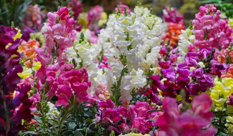 12 Flowers to Plant That Bloom All Summer to Keep Your Garden Vibrant