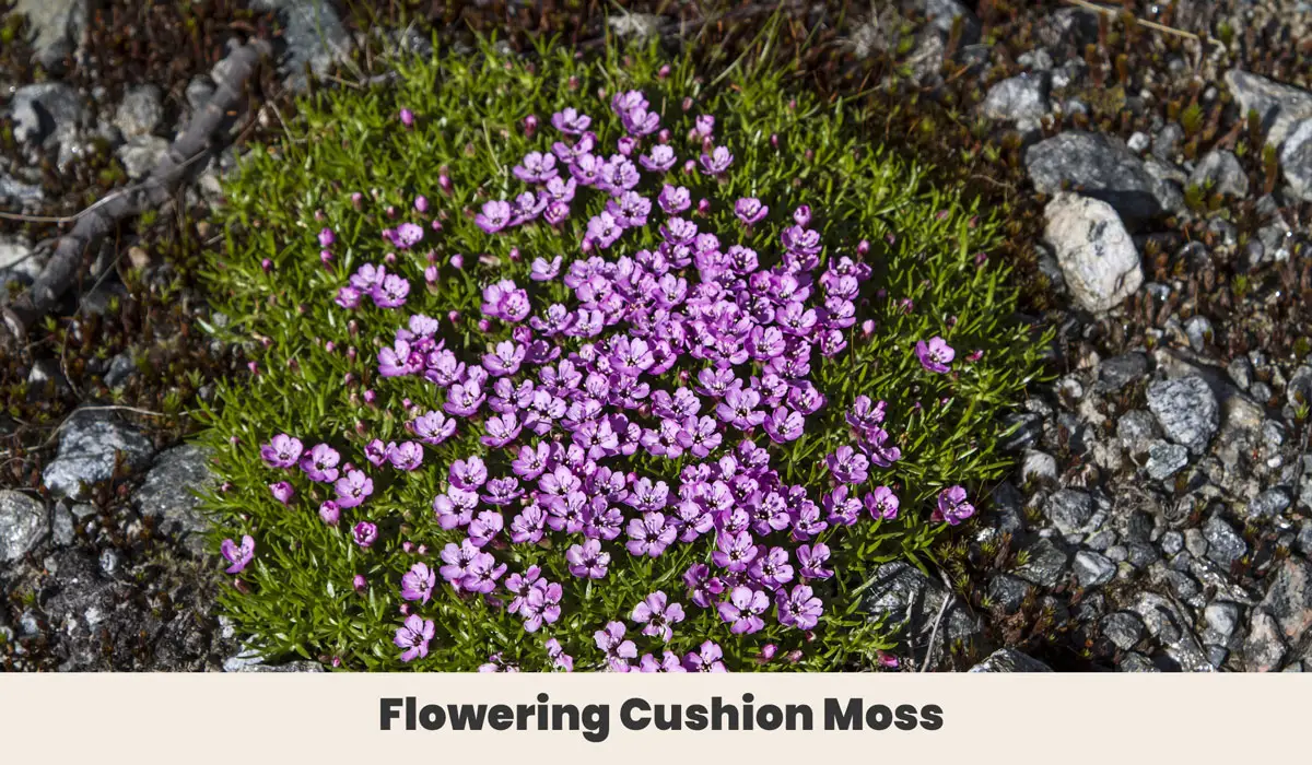 Flowering Cushion Moss