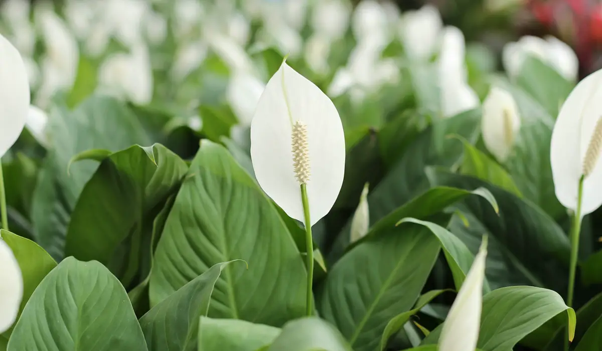 Flowering peace lilys 1