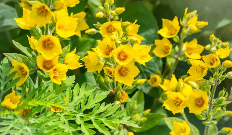 11 Weeds With Attractive Yellow Flowers