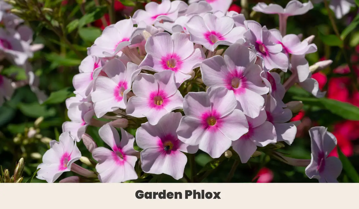 Garden Phlox 2