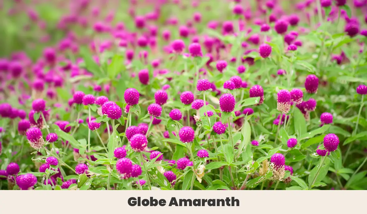 Globe Amaranth