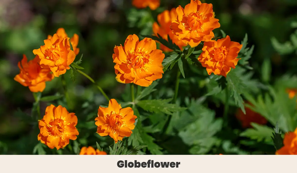 Globeflower