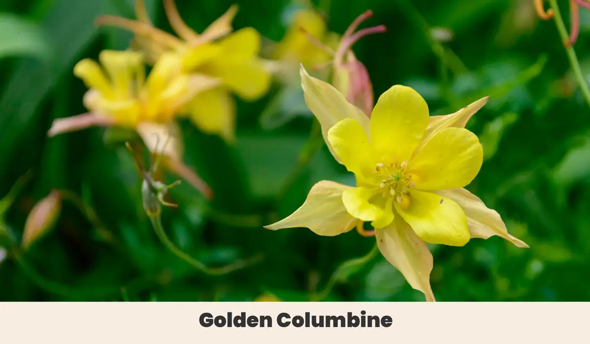 Golden Columbine