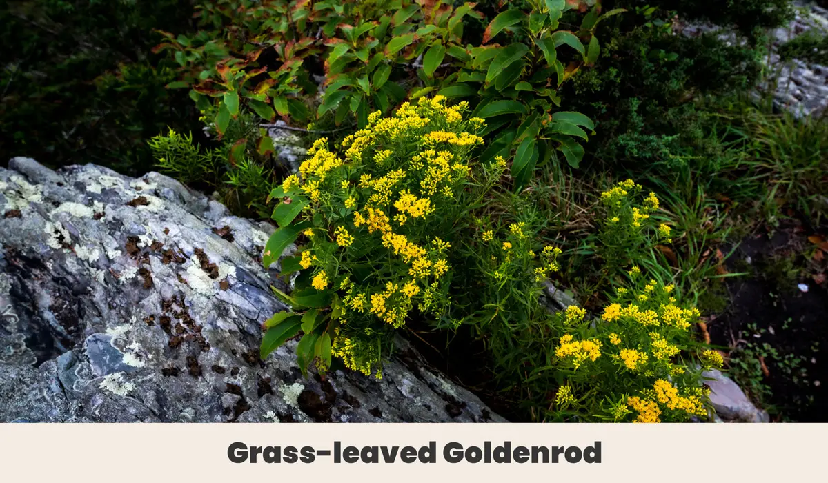 Grass leaved Goldenrod