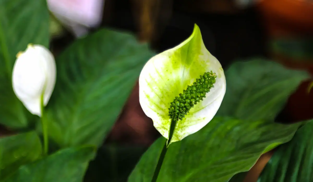 Green Peace Lily flower