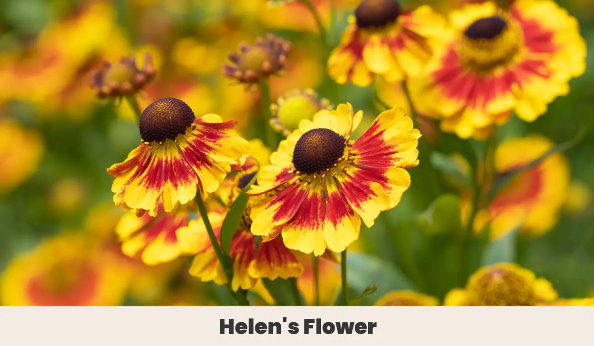 Helens Flower